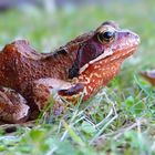 European Brown Frog