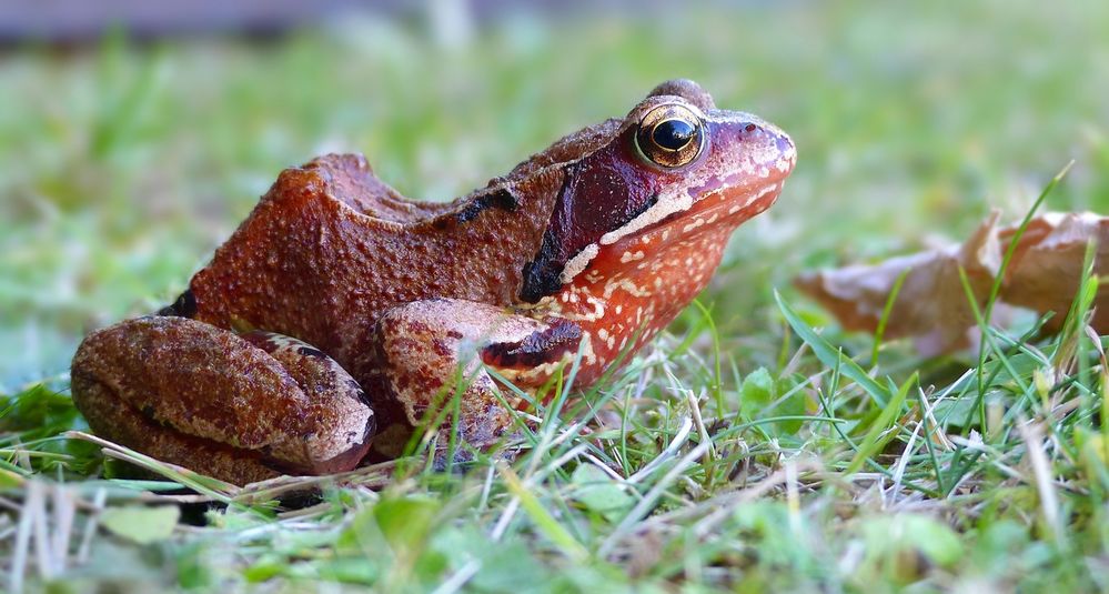 European Brown Frog