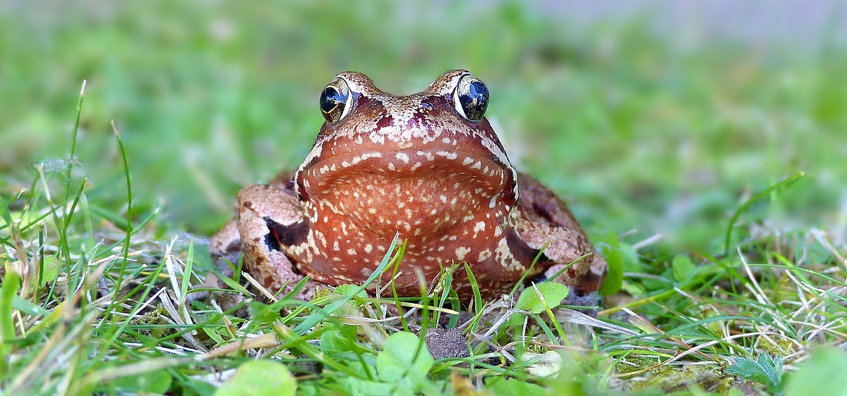 European Brown Frog 