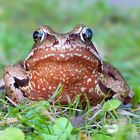 European Brown Frog 