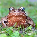 European Brown Frog 