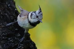 European Crested Tit