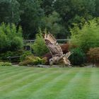 European Eagle Owl