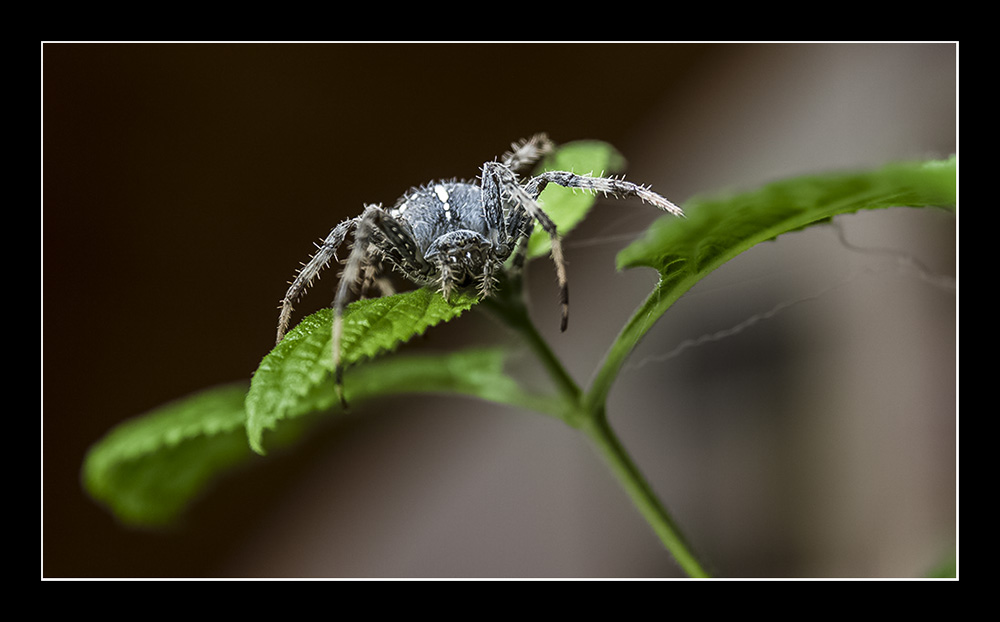 European garden spider