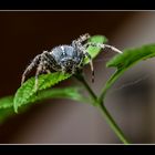 European garden spider