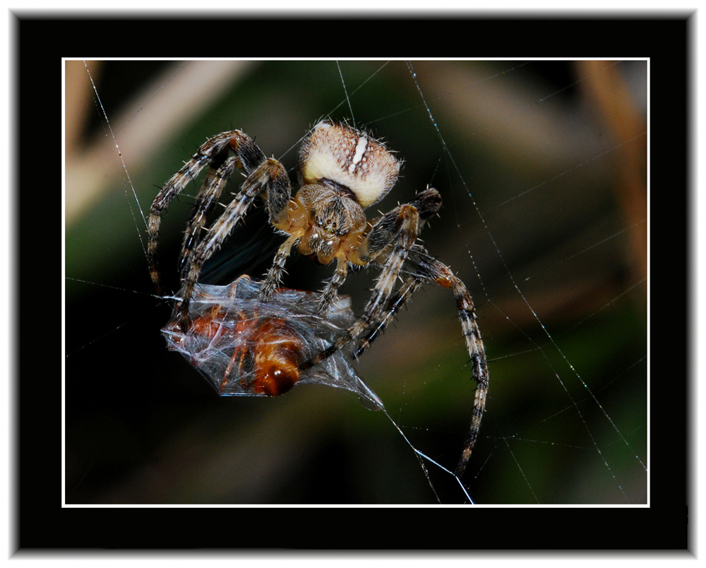 European garden spider