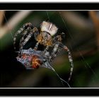 European garden spider