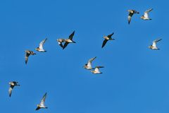 European Golden Plover