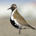 European Golden Plover - Pluvialis apricaria