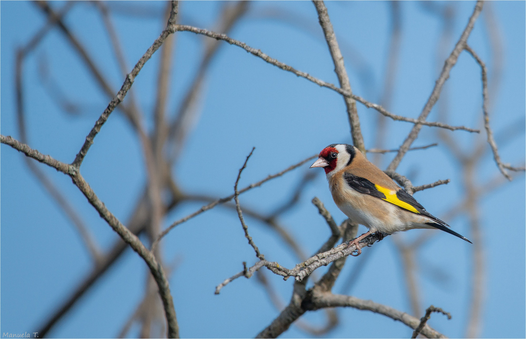 European goldfinch