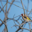 European goldfinch