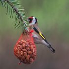 European goldfinch