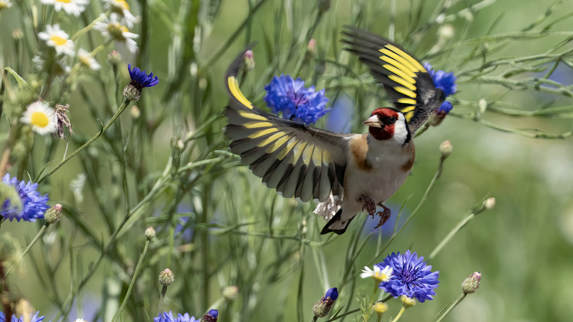 European Goldfinch