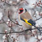 European goldfinch