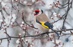 European goldfinch