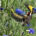 European Goldfinch