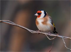 European goldfinch