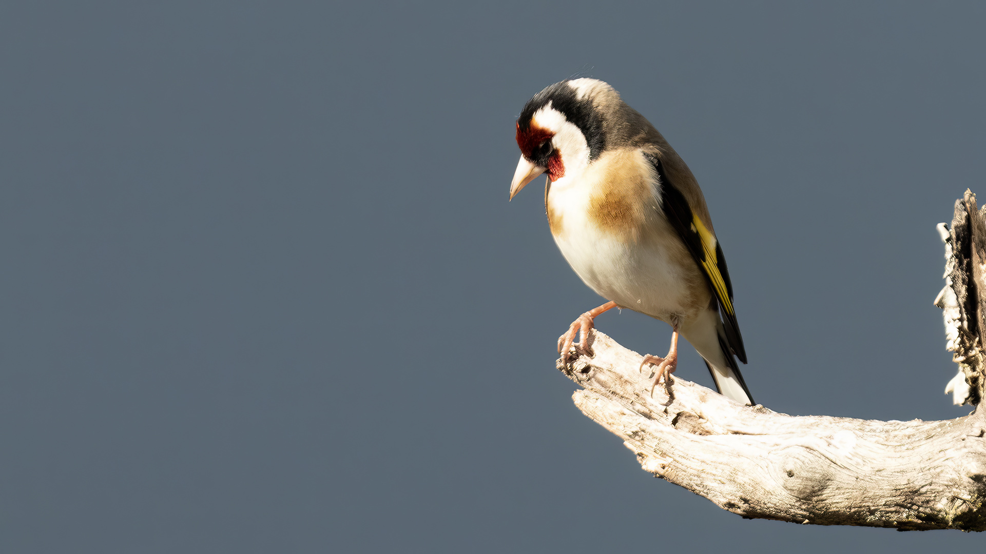 European Goldfinch