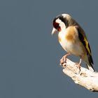 European Goldfinch