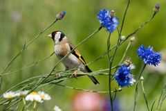 European Goldfinch