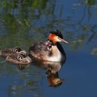 European Grebe with Chicks