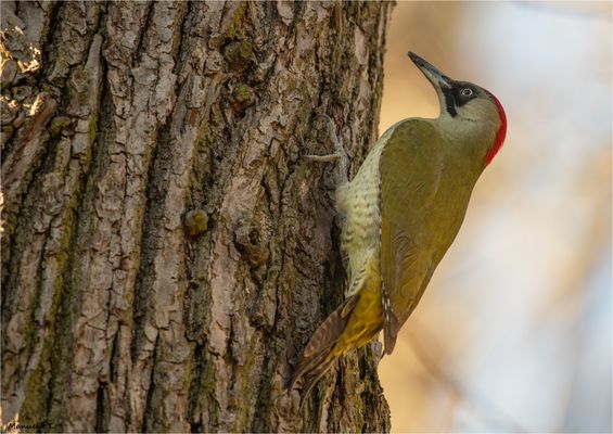 European green woodpecker