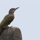 European green woodpecker