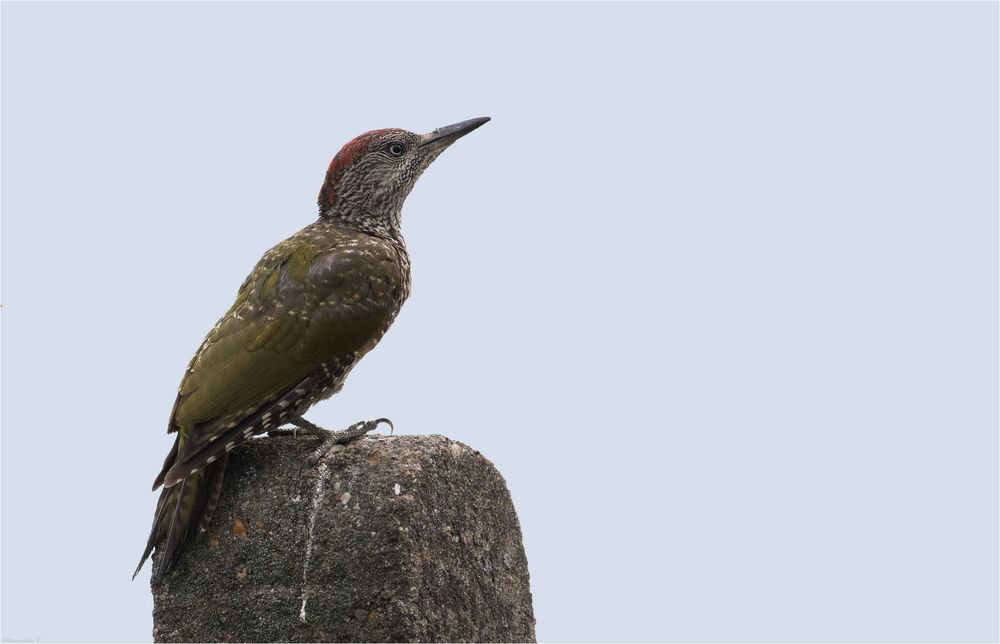 European green woodpecker