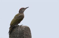 European green woodpecker