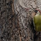 European green woodpecker