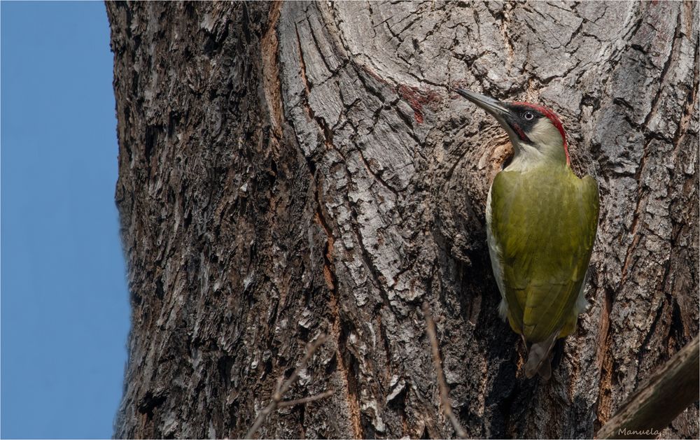 European green woodpecker