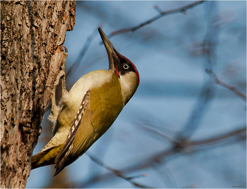 European green woodpecker