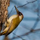 European green woodpecker