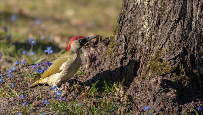 European green woodpecker