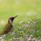 European green woodpecker