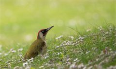 European green woodpecker