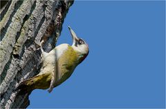 European green woodpecker