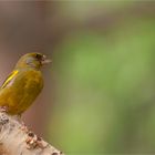 European greenfinch