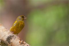 European greenfinch