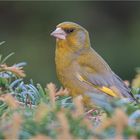 European greenfinch