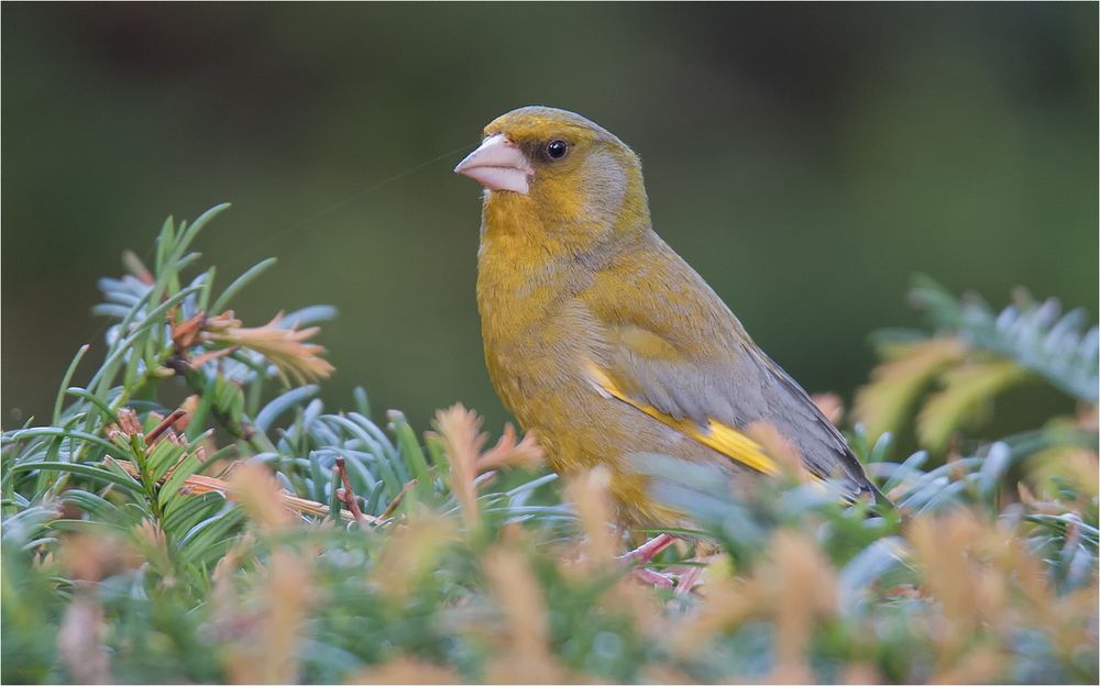 European greenfinch