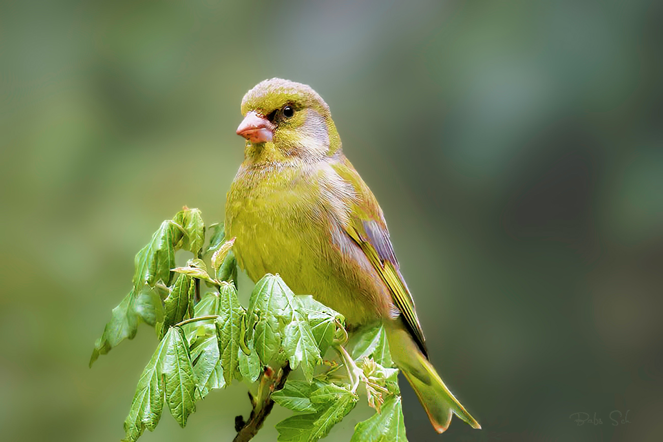 European Greenfinch