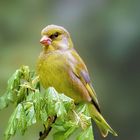 European Greenfinch