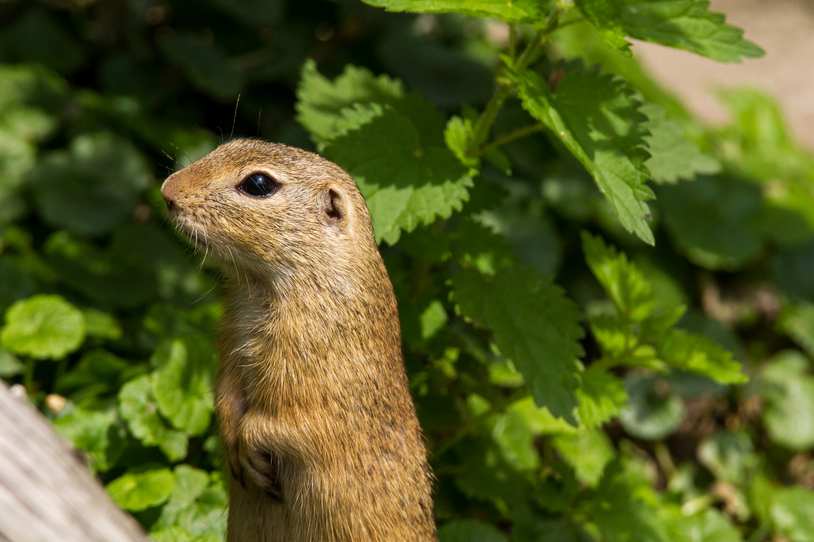 European Ground Squirrel