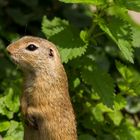 European Ground Squirrel