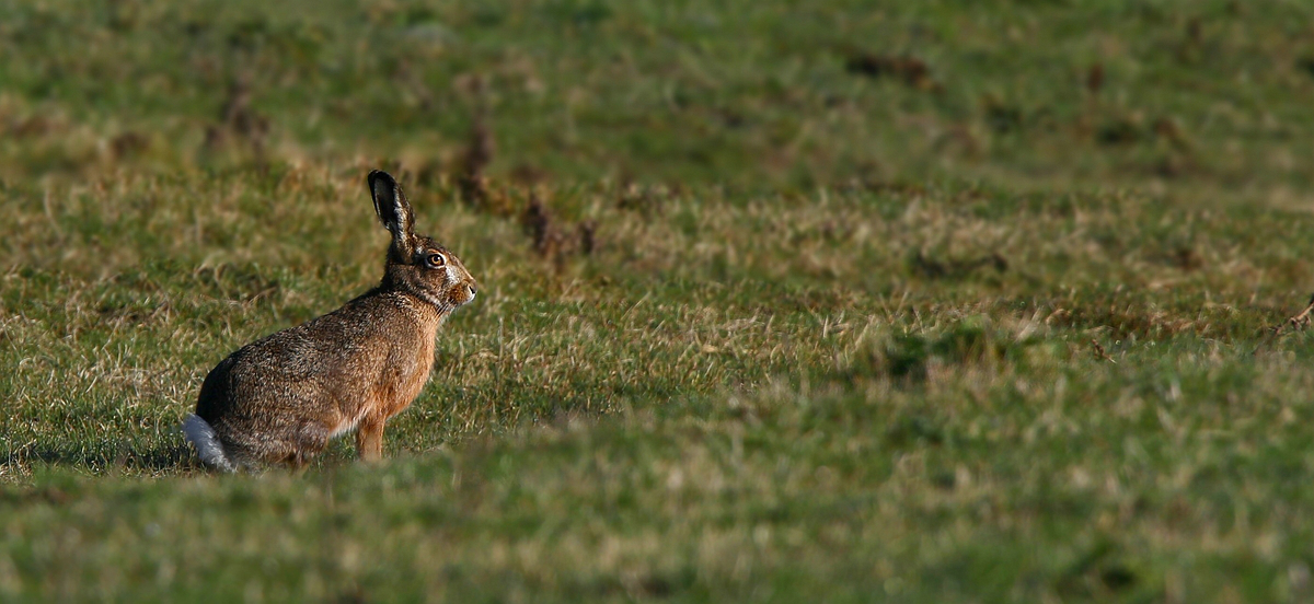 European Hare 