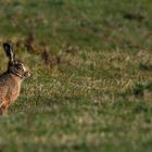 European Hare 