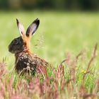 European Hare 