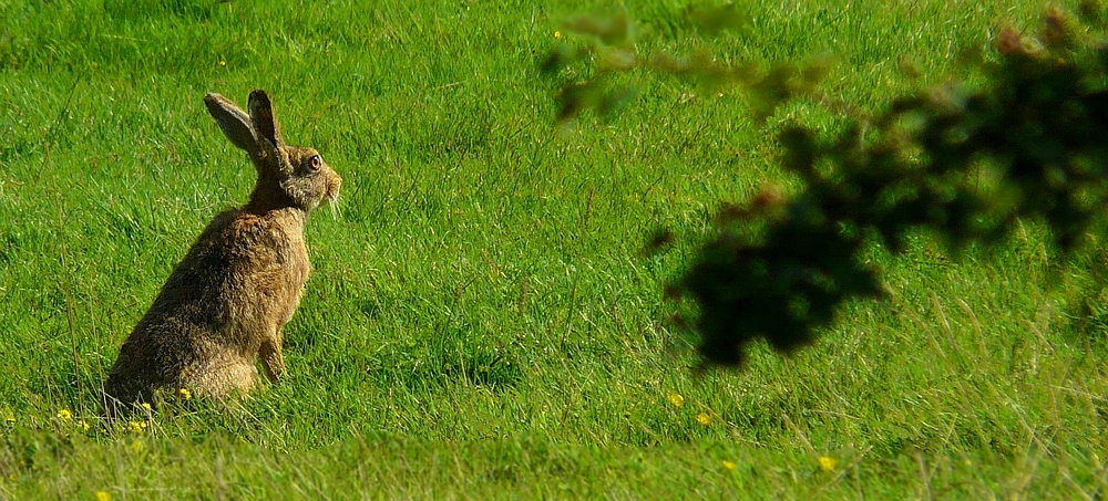 European Hare