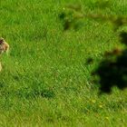 European Hare